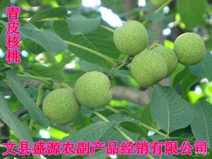 綿核桃 品種、價格與圖片全解析